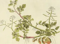 An illustration from (Centuria VI. Et Ultima.) (1794)