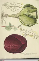 Picture 2 of 27 from (Centuria VI. Et Ultima.) (1794), leaf 135