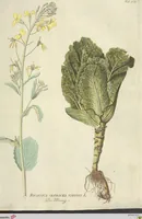 Picture 3 of 27 from (Centuria VI. Et Ultima.) (1794), leaf 137