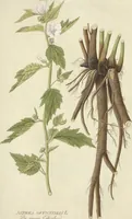 Picture 5 of 27 from (Centuria VI. Et Ultima.) (1794), leaf 151