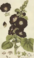 An illustration from (Centuria VI. Et Ultima.) (1794)
