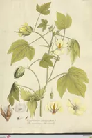 An illustration from (Centuria VI. Et Ultima.) (1794)