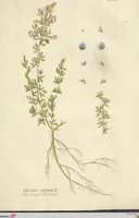 Picture 9 of 27 from (Centuria VI. Et Ultima.) (1794), leaf 183