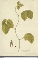 Picture 11 of 27 from (Centuria VI. Et Ultima.) (1794), leaf 191