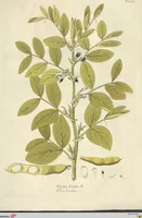An illustration from (Centuria VI. Et Ultima.) (1794)