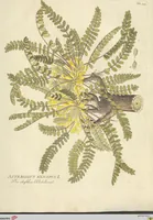 Picture 13 of 27 from (Centuria VI. Et Ultima.) (1794), leaf 199