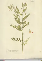 Picture 14 of 27 from (Centuria VI. Et Ultima.) (1794), leaf 205