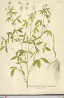 Picture 15 of 27 from (Centuria VI. Et Ultima.) (1794), leaf 213