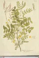 An illustration from (Centuria VI. Et Ultima.) (1794)
