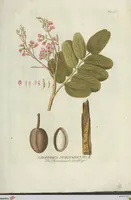 An illustration from (Centuria VI. Et Ultima.) (1794)