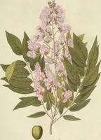 An illustration from (Centuria VI. Et Ultima.) (1794)