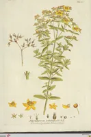 Picture 21 of 27 from (Centuria VI. Et Ultima.) (1794), leaf 243