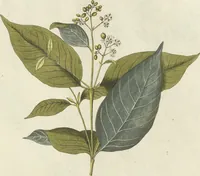 An illustration from (Centuria VI. Et Ultima.) (1794)