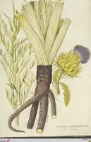 Picture 24 of 27 from (Centuria VI. Et Ultima.) (1794), leaf 249
