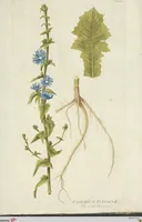 An illustration from (Centuria VI. Et Ultima.) (1794)