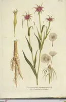 An illustration from (Centuria VI. Et Ultima.) (1794)