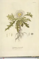 Picture 27 of 27 from (Centuria VI. Et Ultima.) (1794), leaf 275