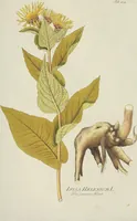 An illustration from (Centuria VII.) (1803)