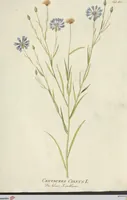 An illustration from (Centuria VII.) (1803)