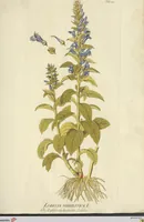 Picture 7 of 49 from (Centuria VII.) (1803), leaf 155