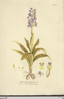Picture 8 of 49 from (Centuria VII.) (1803), leaf 157