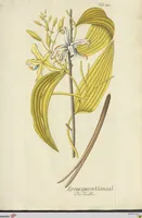 An illustration from (Centuria VII.) (1803)