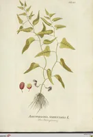 Picture 10 of 49 from (Centuria VII.) (1803), leaf 165