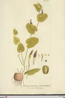 Picture 11 of 49 from (Centuria VII.) (1803), leaf 167
