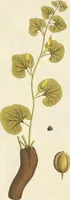 Picture 12 of 49 from (Centuria VII.) (1803), leaf 169