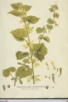 Picture 13 of 49 from (Centuria VII.) (1803), leaf 171