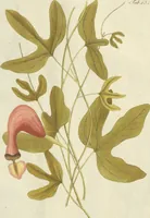 An illustration from (Centuria VII.) (1803)