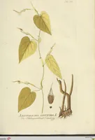 Picture 15 of 49 from (Centuria VII.) (1803), leaf 177