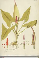An illustration from (Centuria VII.) (1803)