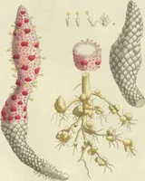 An illustration from (Centuria VII.) (1803)