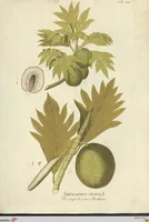 An illustration from (Centuria VII.) (1803)