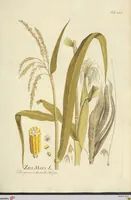 An illustration from (Centuria VII.) (1803)