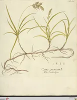 Picture 20 of 49 from (Centuria VII.) (1803), leaf 189