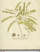 Picture 21 of 49 from (Centuria VII.) (1803), leaf 191
