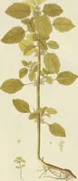An illustration from (Centuria VII.) (1803)