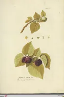 Picture 23 of 49 from (Centuria VII.) (1803), leaf 199