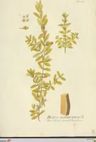 Picture 24 of 49 from (Centuria VII.) (1803), leaf 201