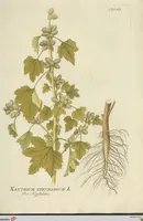 Picture 25 of 49 from (Centuria VII.) (1803), leaf 207