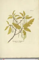 Picture 26 of 49 from (Centuria VII.) (1803), leaf 211