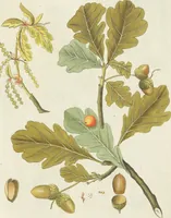 An illustration from (Centuria VII.) (1803)