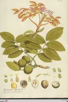 An illustration from (Centuria VII.) (1803)