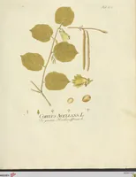 Picture 30 of 49 from (Centuria VII.) (1803), leaf 219