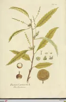 Picture 31 of 49 from (Centuria VII.) (1803), leaf 221