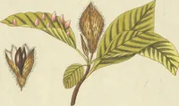 An illustration from (Centuria VII.) (1803)