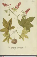 An illustration from (Centuria VII.) (1803)