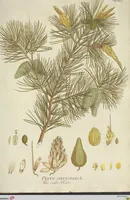 An illustration from (Centuria VII.) (1803)